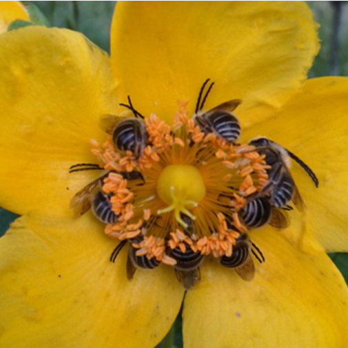 Read more about the article Buzzing World Bee Day for y’all!